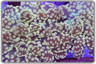 Branching Frogspawn Coral